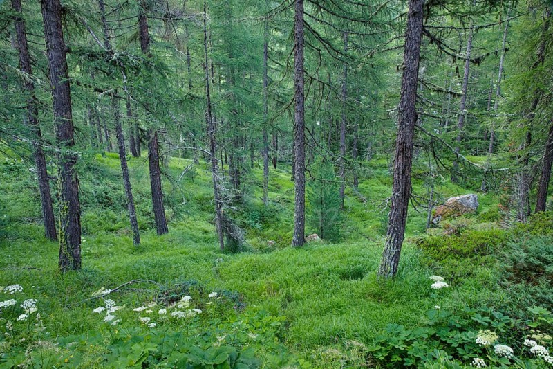 Lichen-covered larch forest in Val d'Hérens, Canton of Valais, Switzerland