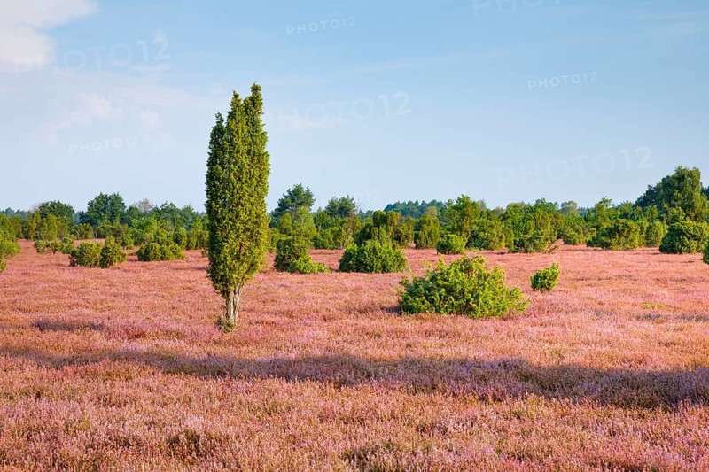 Juniper trees in the blooming southern heath near Schmarbeck, Lower Saxony, Germany