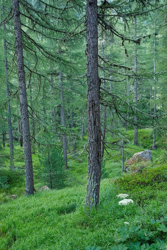 Lichen-covered larch forest in Val d'Hérens, Canton of Valais, Switzerland