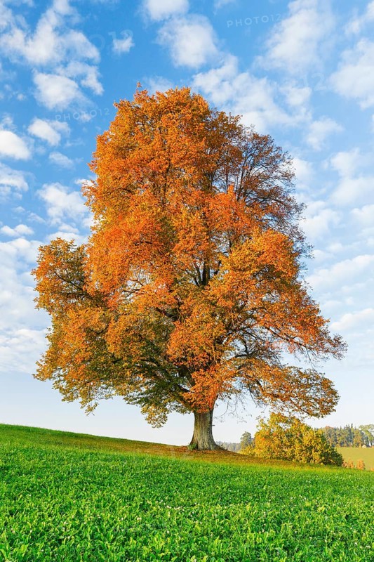 Lime tree, Zurich Oberland, Switzerland