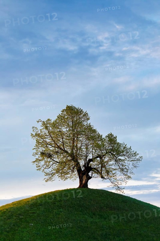 Old gnarled lime tree on hill dome in the last evening light, Canton of Zug, Switzerland