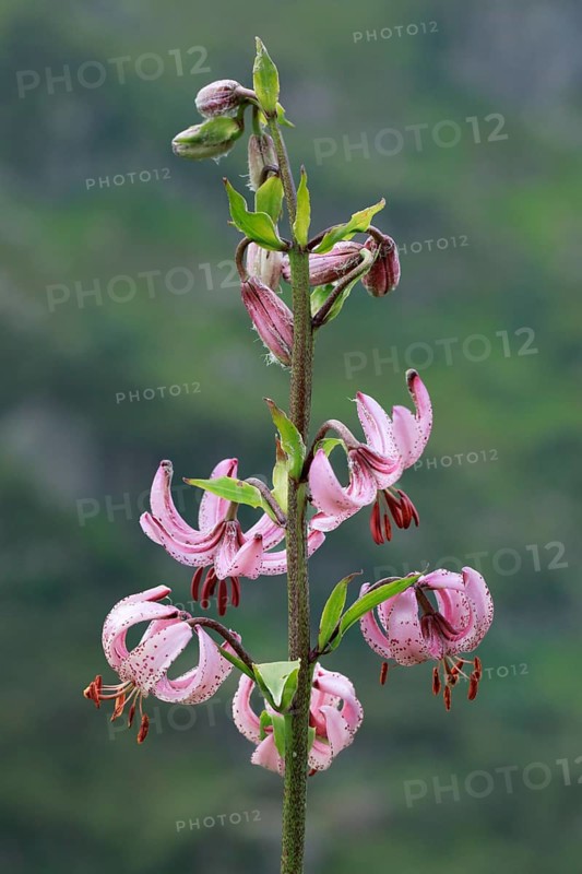Martagon lily in the Swiss Alps, Canton of Bern, Switzerland