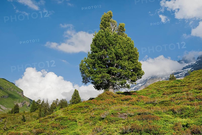 Old pine on Engstlenalp in Gental, Canton of Bern, Switzerland