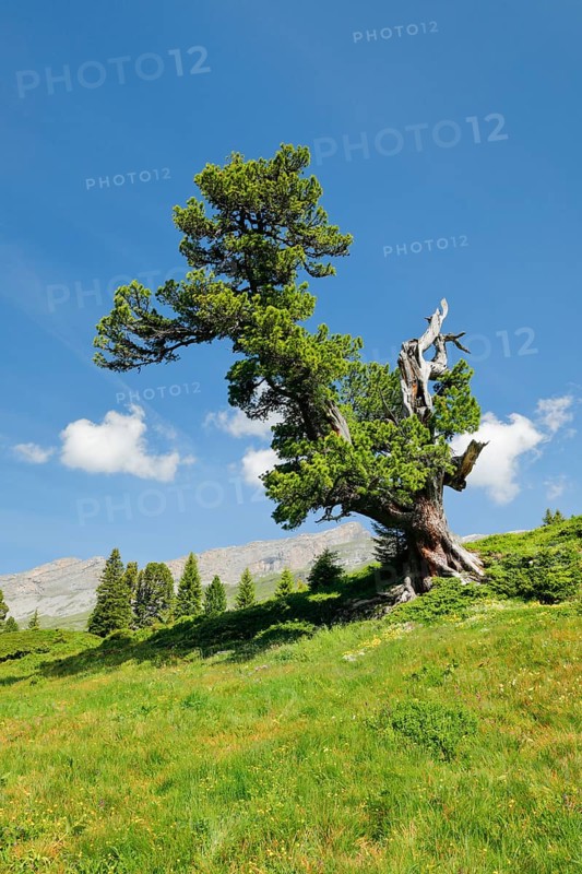 Old pine on Engstlenalp in Gental, Canton of Bern, Switzerland