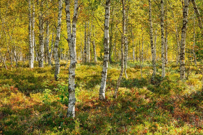 Birch forest and blueberry bushes in backlight, near Les Ponts-de-Martel in the canton of NeuchÃ¢tel, Switzerland