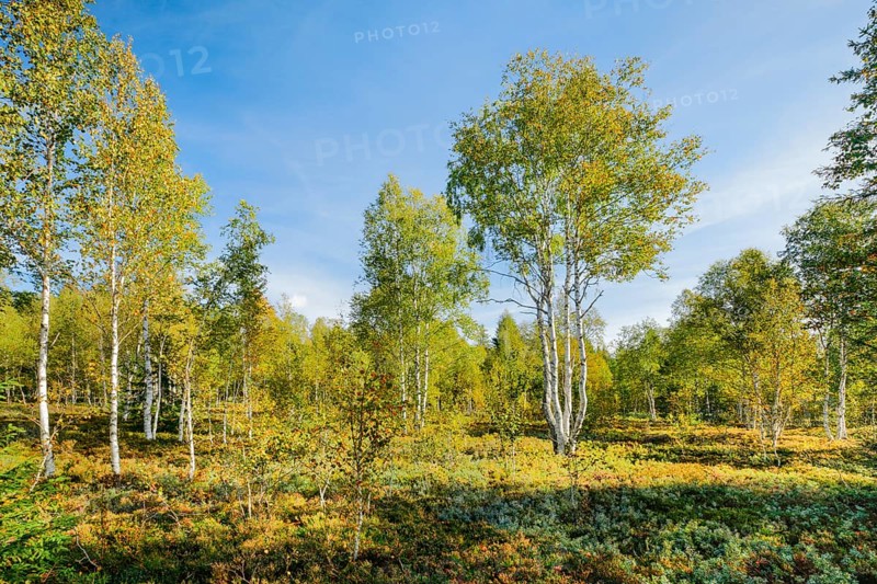 Large birch trees in early autumn with sunshine and blue sky, high moor near Les Ponts-de-Martel, Canton of NeuchÃ¢tel, Switzerland
