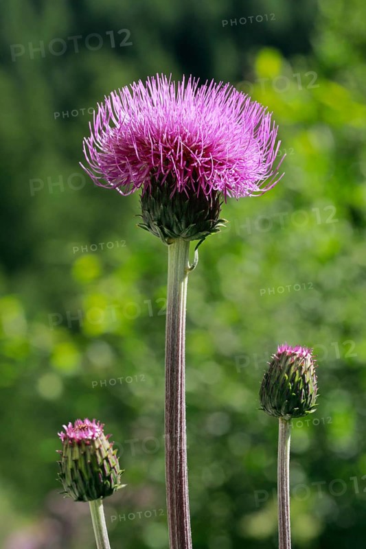 Blooming alpine thistle in mountain summer, Alps