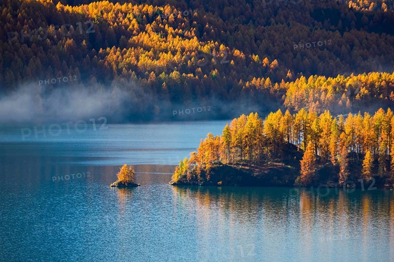 Larch forest around Lake Sils, Upper Engadin, Canton of GraubÃ¼nden, Switzerland