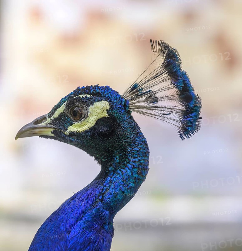 Indian peafowl (Pavo scalloped ribbonfish) at the castle of, Saint-Germain-de-Livet, DÃ©partement Calvados, France
