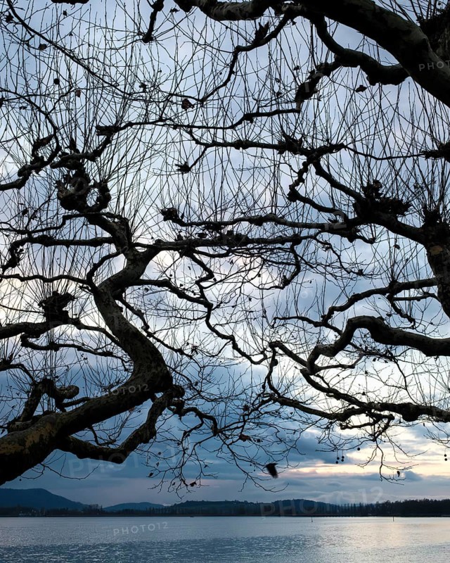 Winding tree branches of roof plane trees in front of a lake with cloudy sky in an evening mood, Radolfzell am Lake Constance, district of Konstanz, Baden-WÃ¼rttemberg, Germany