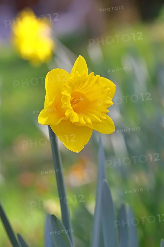 Daffodil (Narcissus), yellow flower in a garden, close-up, Wilnsdorf, North Rhine-Westphalia, Germany