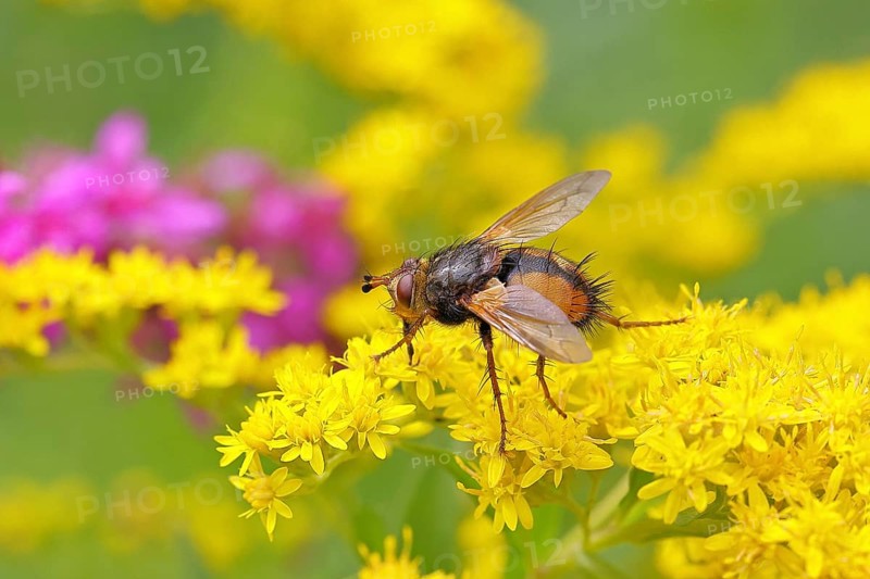 Hedgehog fly (Tachina fera), collecting nectar from a yellow flower of Solidago canadensis (Solidago canadensis), close-up, macro photograph, Wilnsdorf, North Rhine-Westphalia, Germany