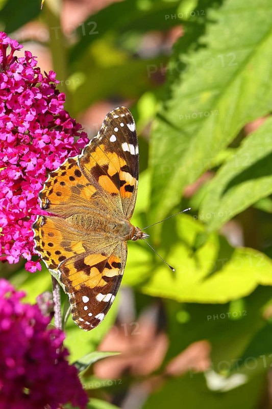 Thistle butterfly (Vanessa cardui) on a Buddleja davidii flower, Wilnsdorf, North Rhine-Westphalia, Germany