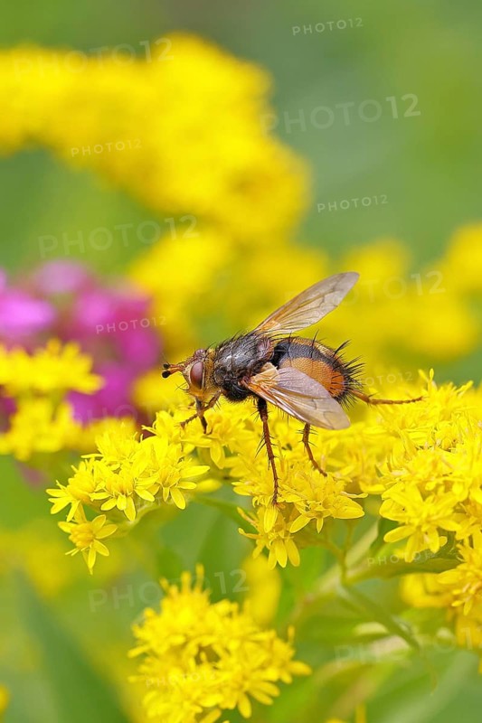 Hedgehog fly (Tachina fera), collecting nectar from a yellow flower of Solidago canadensis (Solidago canadensis), close-up, macro photograph, Wilnsdorf, North Rhine-Westphalia, Germany