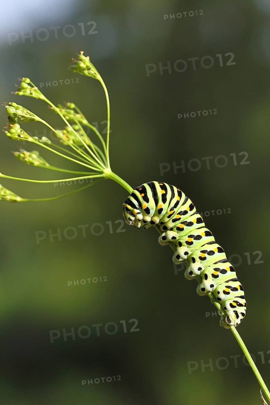 Swallowtail caterpillar (Papilio machaon), caterpillar sitting on Wild carrot (Daucus carota), Trupbacher Heide nature reserve with heathland and nutrient-poor grassland, former military training area, Siegerland, North Rhine-Westphalia, Germany