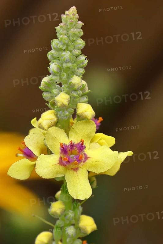 Dark mullein (Verbascum nigrum), flowers, inflorescence, in a natural garden, close-up, Wilnsdorf, North Rhine-Westphalia, Germany