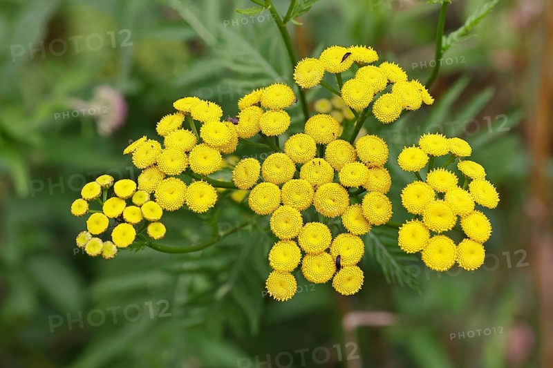 Tansy or worm fern (Tanecetum vulgare), inflorescence, medicinal plant, Wilnsdorf, North Rhine-Westphalia, Germany
