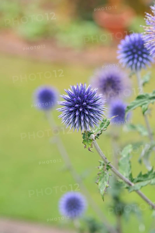 Blue globe thistle (Echinops ritro), flowers, ornamental plant in a garden, Wilnsdorf, North Rhine-Westphalia, Germany