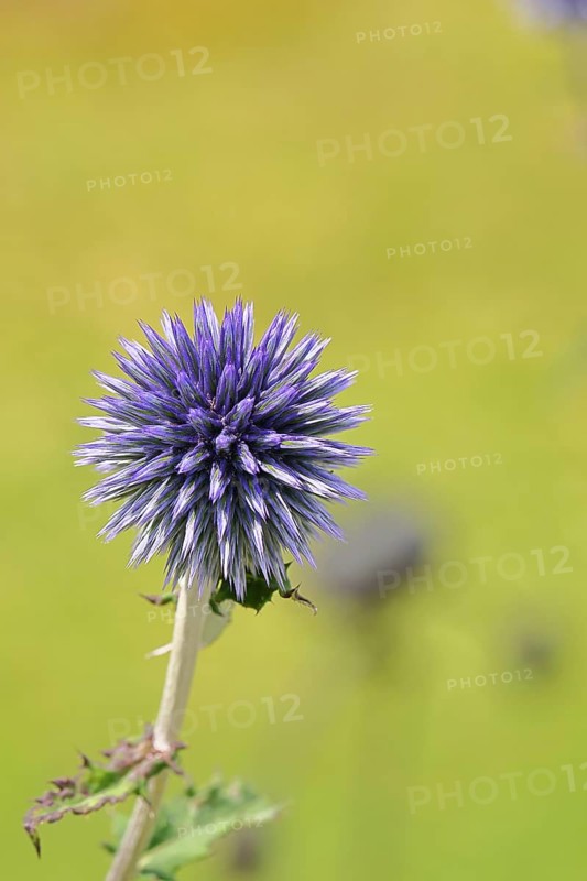 Blue globe thistle (Echinops ritro), flower, ornamental plant in a garden, Wilnsdorf, North Rhine-Westphalia, Germany