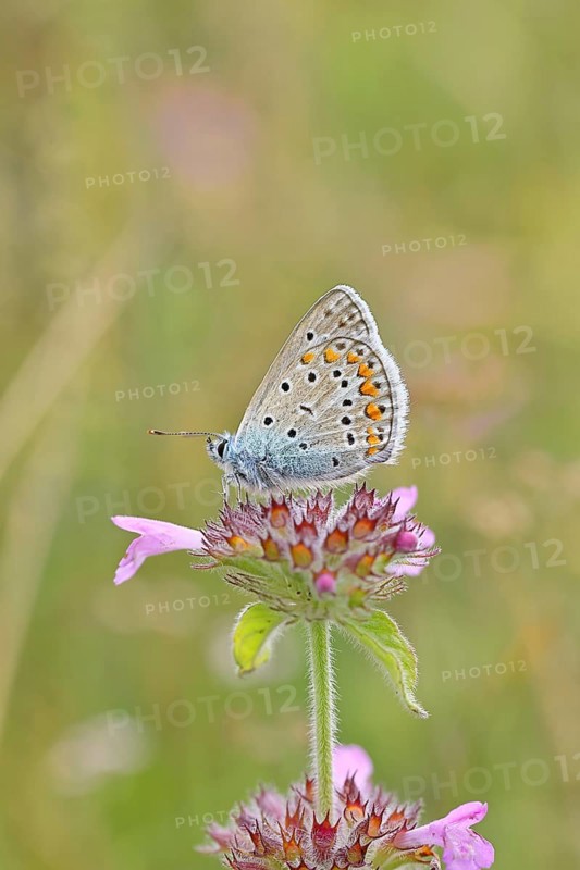 Blue butterfly (Polyommatus icarus), common blue, female on a flower of the woodland cistus (Stachys sylvatica) on a forest path, underside of wings, butterfly (butterfly) of the family Lycaenidae, occurrence in Europe, North Africa and Asia, wildlife, Wilnsdorf, North Rhine-Westphalia, Germany