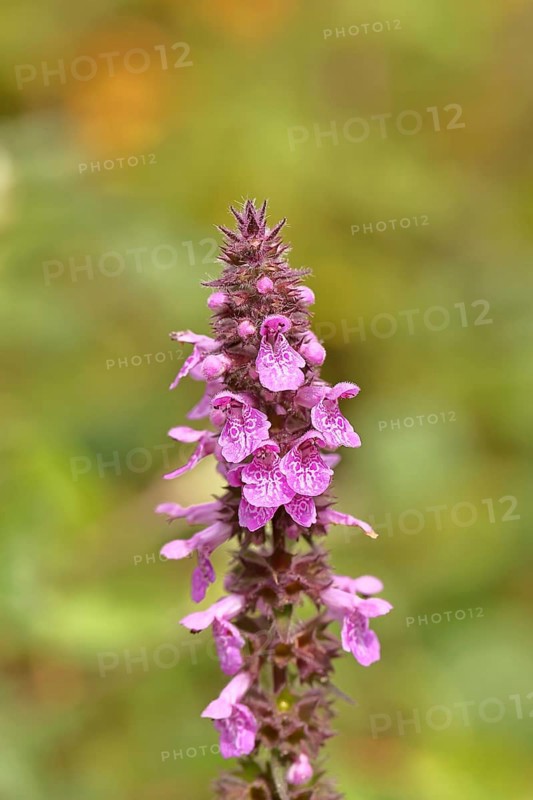 Forest willow (Stachys sylvatica), flower, inflorescence on a forest path, the plant was formerly also used as a medicinal plant (Herba Lamii sylvatici foetidi), Wilnsdorf, North Rhine-Westphalia, Germany