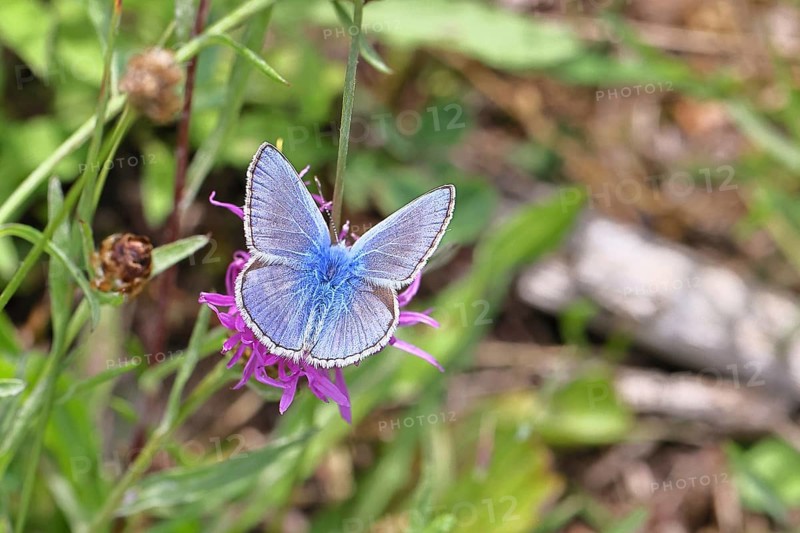 Common blue butterfly (Polyommatus icarus), male on a flower of the meadow knapweed or common knapweed (Centaurea jacea) on a forest path, upper wing, butterfly (diurnal butterfly) of the family Lycaenidae, occurrence in Europe, North Africa and Asia, wildlife, Wilnsdorf, North Rhine-Westphalia, Germany