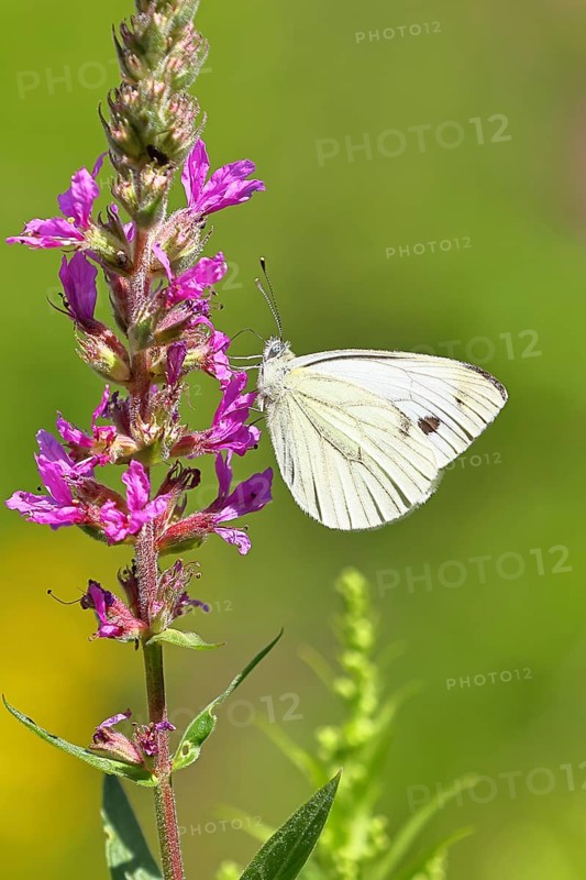 A Cabbage butterfly (Pieris brassicae) sucking nectar on the flower of the purple loosestrife (Lythrum salicaria), in a natural environment in the wild, nice bokeh in the background, Wildlife, Insects, Butterflies, Butterflies, Wilnsdorf, North Rhine-Westphalia, Germany