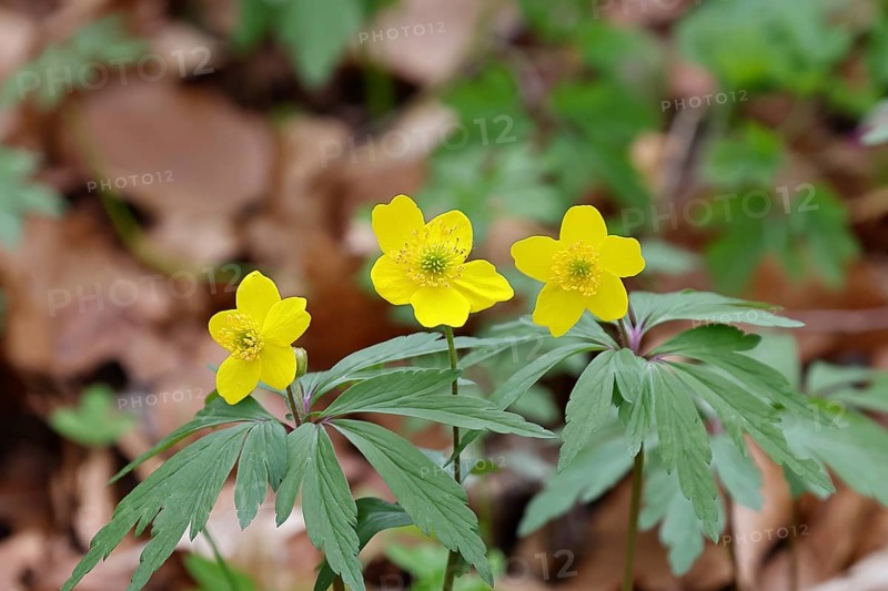 Yellow Anemone, Anemone ranunculoides, Yellow Wood Anemone, Anemone ranunculoides, in a beech forest, Wilnsdorf, North Rhine-Westphalia, Germany