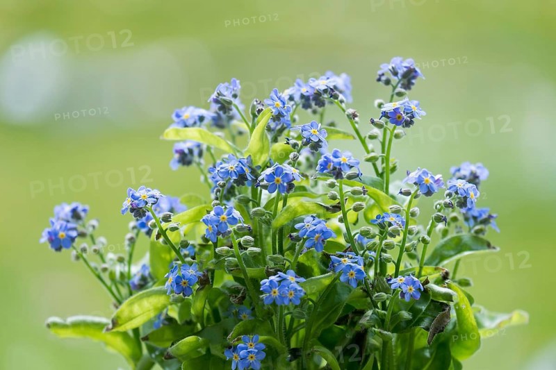 Forget-me-not (Myosotis), Palatinate, Rhineland-Palatinate, Germany