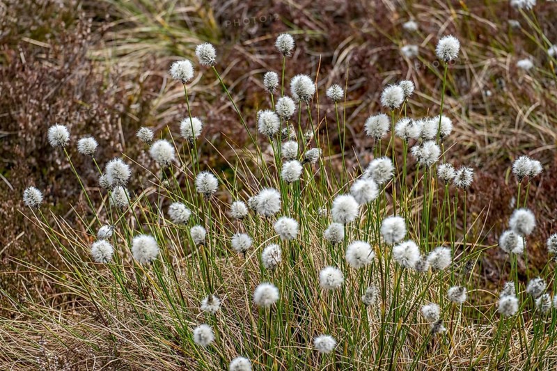 Schwarzes Moor Nature Reserve, Hochmoor, RhÃ¶n UNESCO Biosphere Reserve, Fladungen, Bavaria, Germany
