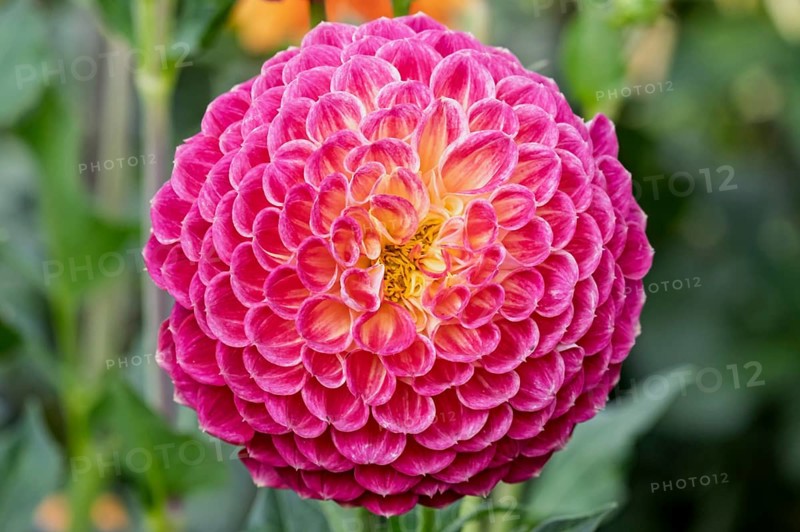 Dahlia (Dahlia), MÃ¼nsterland, North Rhine-Westphalia, Germany