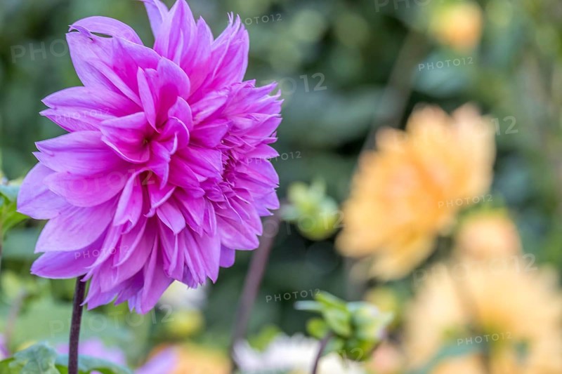 Close-up of a purple dahlia flower in the foreground with blurred yellow background in a garden, North Rhine-Westphalia, Germany