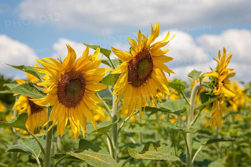 Sunflowers (Helianthus annuus), sunflower field, Palatinate, Rhineland-Palatinate, Germany