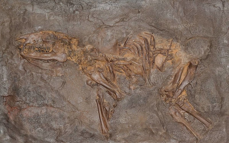 Fossil prehistoric horse (PropalÃ¤otherium parvulum), impression or replica, oil shale, Eocene, fossilisation, mammal, vertebrate, dentition, rock, remains, animal, excavation, palaeontology, natural science, science, research, evolution, fossil, fossils, geology, nature, prehistoric, sediment, skeleton, bone, stone, ancient, primeval, prehistoric, fossilise, fossilisation, prehistory, site Unesco World Heritage Site Messel Pit, Darmstadt-Dieburg district, Hesse, Germany