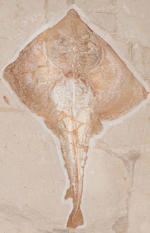 Fossilised extinct stingray (Rajorhina), ray, Cretaceous, rock, remains of fossil fish, excavation, palaeontology, evolution, fossil, fossils, geology, natural science, science, research, sea, nature, ocean, prehistoric, sediment, skeleton, stone, ancient, primitive, prehistoric, fossilise, fossilisation, prehistory, water, site Hgula, Lebanon