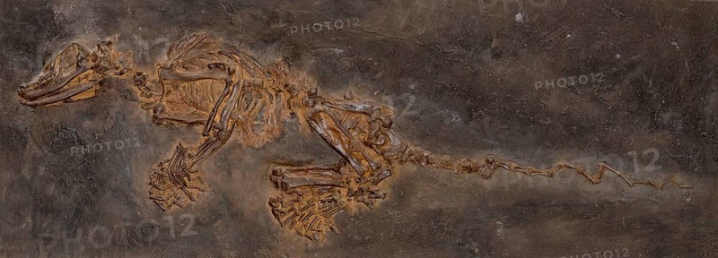 Insectivorous fossil mammal (Kopidodon macrognathus), imprint or replica, oil shale, Eocene, fossilisation, vertebrate, rock, remains, animal, excavation, palaeontology, natural science, science, research, evolution, fossil, fossils, geology, nature, prehistoric, sediment, skeleton, bone, stone, ancient, primeval, prehistoric, fossilise, fossilisation, prehistory, site Unesco World Heritage Site Messel Pit, Darmstadt-Dieburg district, Hesse, Germany