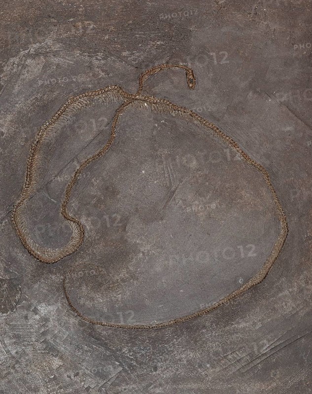 Fossil snake, imprint, replica, oil shale, Eocene, petrification, vertebrate, rock, remains, animal, excavation, paleontology, natural science, science, research, evolution, fossil, fossils, geology, nature, prehistoric, sediment, skeleton, bone, stone, ancient, original, prehistoric, petrification, fossilization, discovery, prehistory, Location Unesco World Heritage Site Messel, Darmstadt-Dieburg District, Hesse, Germany