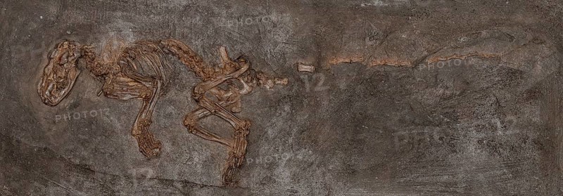 Fossil carnivore (Paroodectes feisti), Carnivora, mammal, imprint or replica, oil shale, Eocene, fossilisation, mammal, vertebrate, dentition, rock, remains, animal, excavation, palaeontology, natural science, science, research, evolution, fossil, fossils, geology, nature, prehistoric, sediment, skeleton, bone, stone, ancient, primeval, prehistoric, fossilise, fossilisation, prehistory, site Unesco World Heritage Messel Pit, Darmstadt-Dieburg district, Hesse, Germany