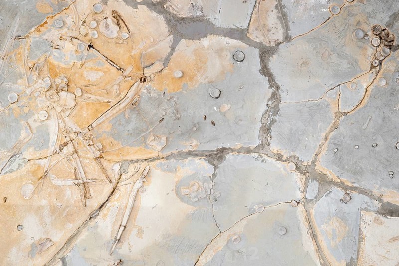 Remains of an ichthyosaurus, undetermined lias, posidonia shale, rock, remains, dinosaur, dinosaur, dinosaur, dinosaur, bone, vertebra, ribs, excavation, paleontology, evolution, fossil, fossils, geology, natural science, science, research, sea, nature, ocean, prehistoric, sediment, skeleton, stone, ancient, ancient, ancient, ancient, ancient, ancient, ancient, ancient, ancient, prehistoric, ancient, ancient, ancient, ancient, ancient, ancient, ancient, ancient, ancient Steinern, petrification, prehistory, water, clay slate, Schandelah site, Helmstedt district, Lower Saxony, Germany