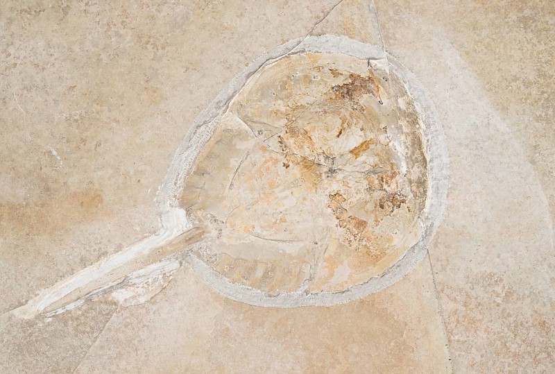 Horseshoe crab, horseshoe crab (Mesolimulus walchi), White Jurassic (Malm), Zeta 2, rock, remains, crab, excavation, palaeontology, evolution, fossil, fossils, geology, natural science, science, research, sea, ocean, prehistoric, sediment, skeleton, stone, ancient, primeval, fossilisation, prehistoric, Solnhofener Plattenkalk, limestone, lithographic slate, Solnhofener Platten, Blumenberg quarry site, EichstÃ¤tt, AltmÃ¼hltal nature park Park, Middle Franconia, Bavaria, Germany