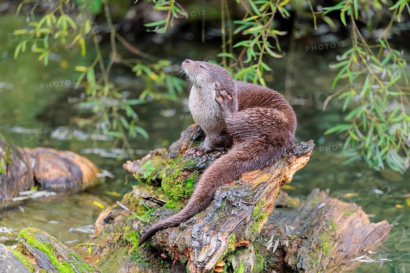A Eurasian otter (Lutra lutra) grooms himself on a root of a tree with some moss on it lying in the water. Surrounded by water. Check Republic