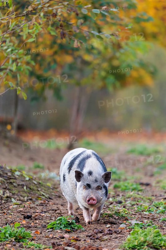 A Kunekune pig (sus scrofa domesticus), a domestic breed from New Zealand walks through a natural pasture. Captive, Austria