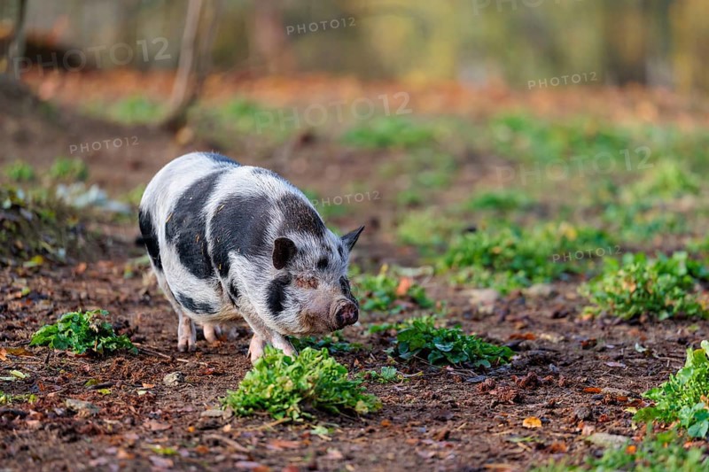 A Kunekune pig (sus scrofa domesticus), a domestic breed from New Zealand walks through a natural pasture. Captive, Austria