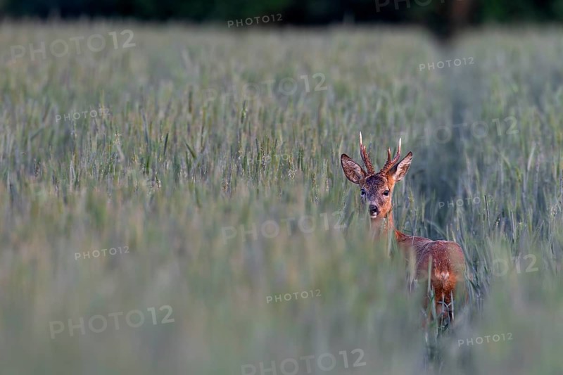 Roebuck (Capreolus capreolus) in a rye field, eye contact, summer coat, Germany