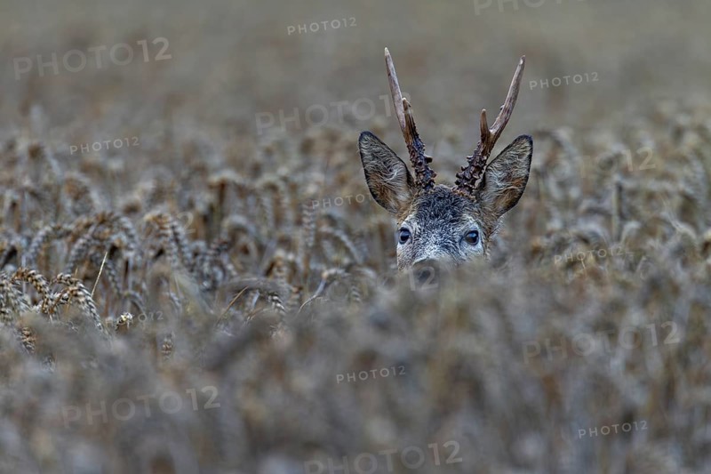 A roebuck (Capreolus capreolus) looks attentively out of a wheat field, only the head sticks out of the grain, eyes, eye contact, portrait, Denmark