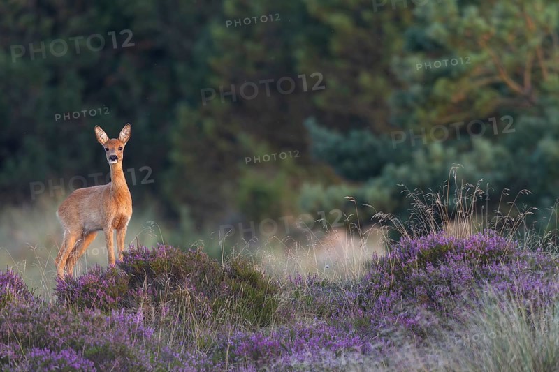 An annual doe (Capreolus capreolus), also known as a narrow-legged deer, in blooming broom heather, heather blossom, heath landscape, broom heather, summer coat, Denmark