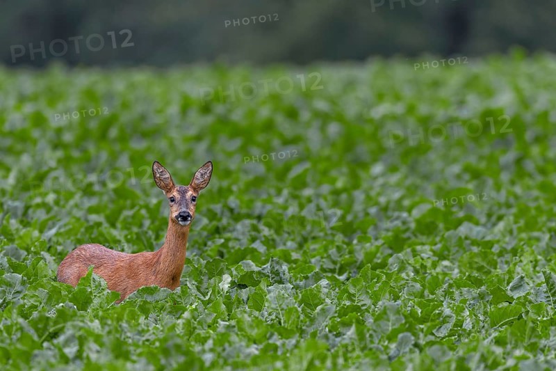Doe (Capreolus capreolus) in a beet field, eyes, eye contact, summer coat, Germany