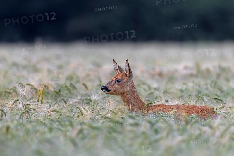 Doe (Capreolus capreolus) standing attentively in a barley field, eyes, summer coat, Germany