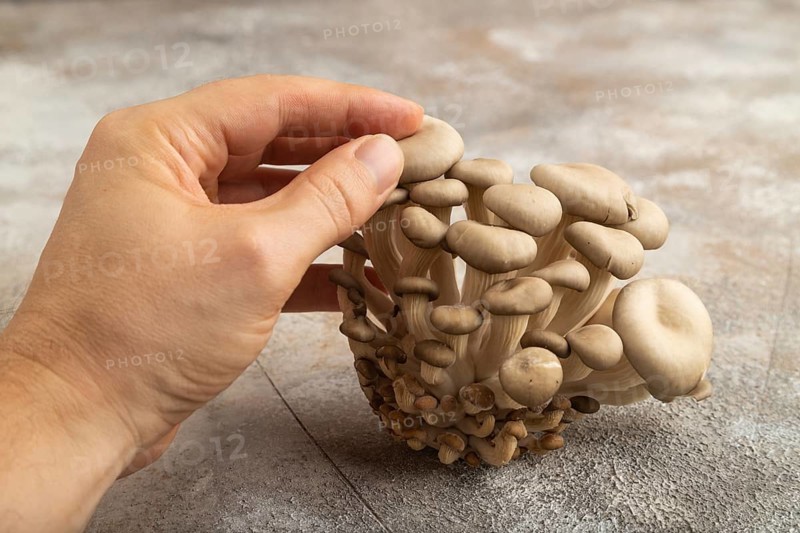 Raw Oyster mushroom, Pleurotus ostreatus with hand on gray concrete background. Side view, copy space, minimalism