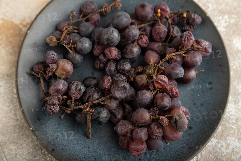 Bunches of rotten and Dry Red wine grapes on blue plate on brown concrete background, harvest, decay. Side view, close up, selective focus